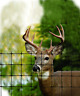 2a120378 Brand Tenax Economy Deer Control Fence Black