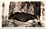 Vintage Rppc Washington Douglas Fir Tree Undercut Loggers Sorensen Photo. Fixed Price $19.98.